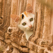 Cat peeking around the corner