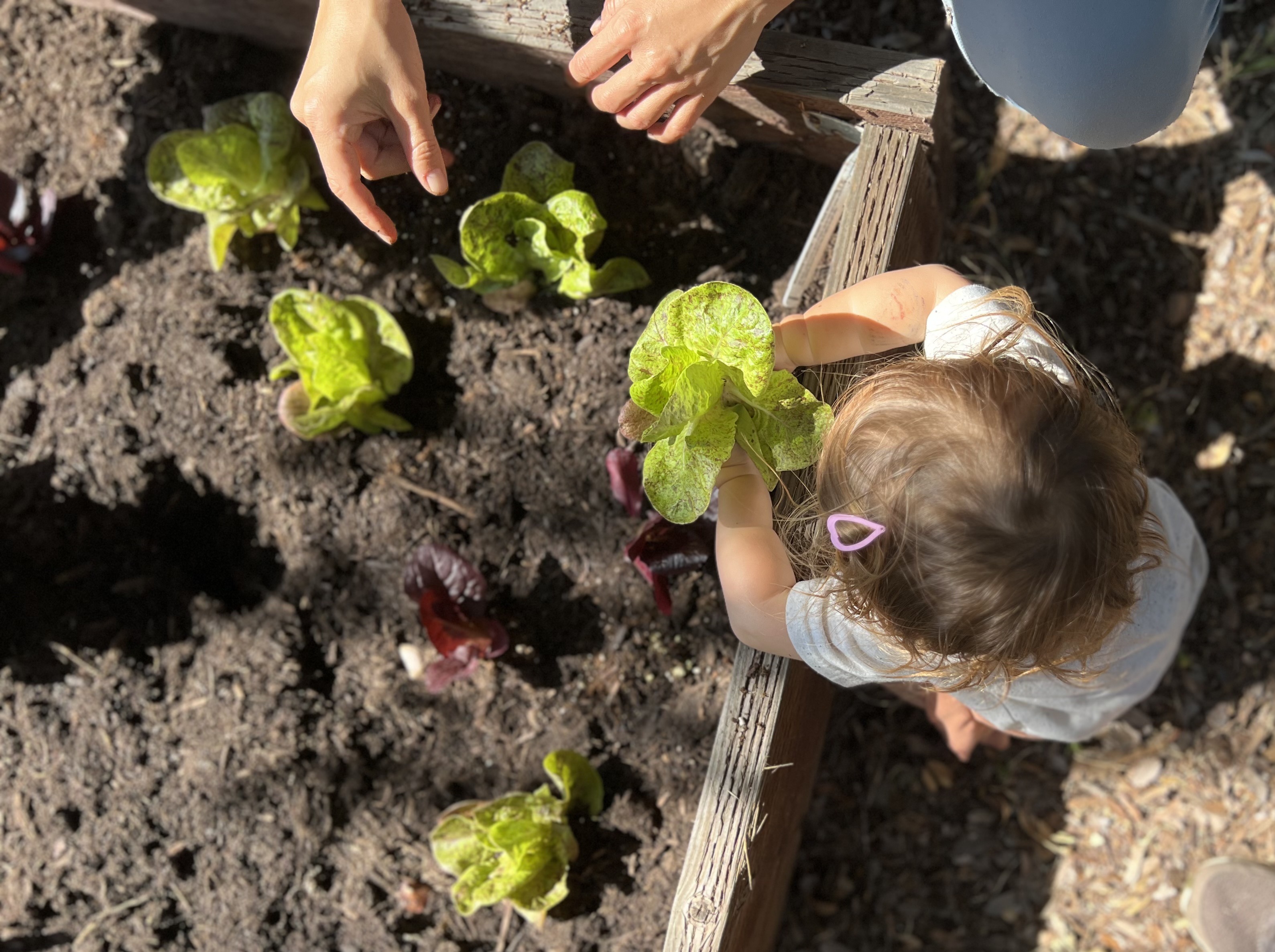 Oak View Library Garden - Small children planning lettuce