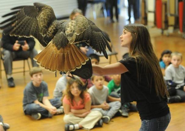 woman holding a raptor in front of an audience