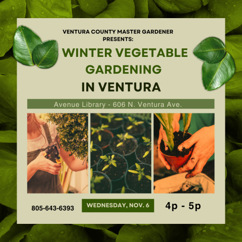 Winter Vegetable Gardening in Ventura; photos of plants and gardening