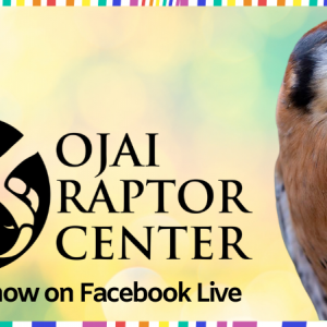 Ojai Raptor Center logo and photo of an American Kestrel - Virtual show on Facebook Live